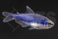 030155_Inpaichthys-kerri_Koenigssalmler-super-blue_01