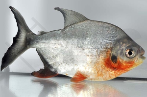 030163_Piaractus-brachypomum_Roter-Pacu_01
