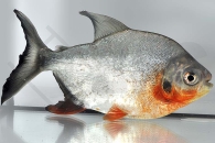 030163_Piaractus-brachypomum_Roter-Pacu_01