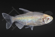 030169_Phenacogrammus-interruptus_Blauer-Kongosalmler-albino_01