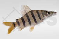 030171_Distichodus-lussosso_Langnasen-Distichodus_01