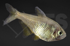 030180_Hyphessobrycon-flammeus_Roter-von-Rio-zitrone_01