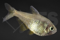 030180_Hyphessobrycon-flammeus_Roter-von-Rio-zitrone_01