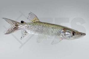 030181_Hepsetus-odoe_Afrika-Hechtsalmler_01