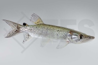 030181_Hepsetus-odoe_Afrika-Hechtsalmler_01