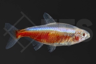 030185_Paracheirodon-axelrodi_Roter-Neon-albino_01