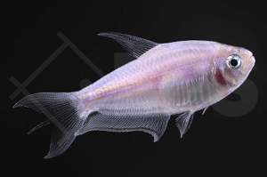 030192_Nematobrycon-palmeri_Kaisertetra_gold_01