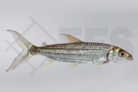 030193_Hydrocynus-vittatus_Tigersalmler_01