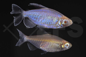 030198_Phenacogrammus-interruptus_Blauer-Kongosalmler_gold_albino_02