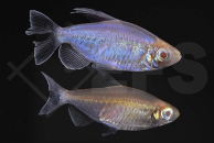 030198_Phenacogrammus-interruptus_Blauer-Kongosalmler_gold_albino_02