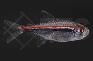 030209_Hyphessobrycon-amapaensis_Amapa-Gluehlichtsalmler_01