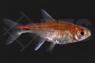 030210_Axelrodia-riesei_Roter-Pfeffersalmler_01