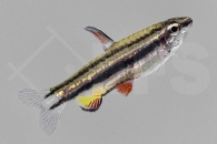 030211_Nannostomus-marginatus_Zwergziersalmler_01