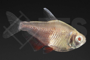 030213_Hyphessobrycon-flammeus_Roter-von-Rio-orange-albino-whitefin_01