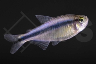 030214_Hyphessobrycon-Melanostichos_Blauer-Tapajos-salmler_01