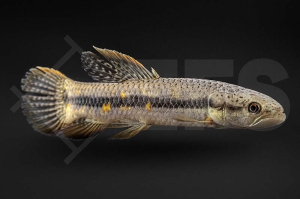 030220_Erythrinus-spec-Peru-red_Roter-Wolfsalmler_01