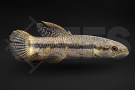 030220_Erythrinus-spec-Peru-red_Roter-Wolfsalmler_01