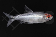 030221_Petitella-bleheri_Rotkopfsalmler-diamant_02