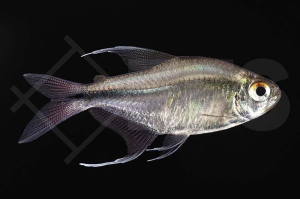 030225_Hemigrammus-filamentosus_Phoenixsalmler_01