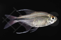 030225_Hemigrammus-filamentosus_Phoenixsalmler_01