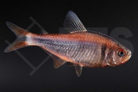 030226_Hyphessobrycon-Wadai_Brombeersalmler_01