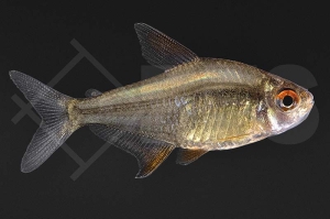 030227_Hyphessobrycon-pulchripinnis_Zitronensalmler-Orange-Bolivia_01