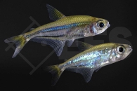 030228_Heterocharax-virgulatus_Blaubandsalmler_01