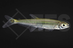 030333_Iguanodectes-spilurus_Eidechsensalmler_01