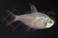 030334_Hyphessobrycon-columbianus_Rot-Blauer-Columbianer-gold_01