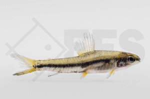 030339_Characidium-fasciatum_Gebaenderter-Bodensalmler_01