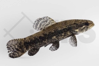 030340_Hoplias-curupira_Hoplias_Black-Wolf_01