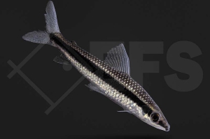 030342_Anostomus-taeniatus_Laemolyta-taeniata_Gestreifter-Kopfsteher_01