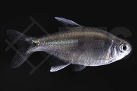 030343_Hyphessobrycon-negodagua_Nego-Dagua-Tetra_RIO-PRATINAH_01