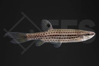 030344_copella-meinkeni_Rotpunkt-Spritzsalmler_01