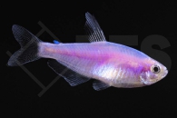 030399_Inpaichthys-kerri_Koenigssalmler_pink_01