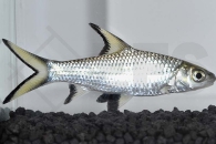 040001_Balantiocheilos-melanopterus_Haibarbe_01