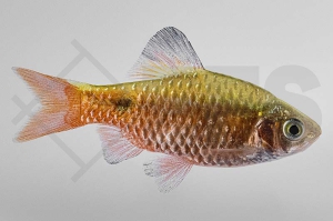 040003_Puntius-conchonius_Prachtbarbe_01