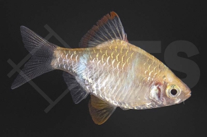 040013_Barbus-tetrazona_Sumatrabarbe-gold_01