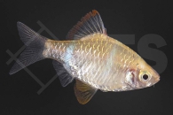 040013_Barbus-tetrazona_Sumatrabarbe-gold_01