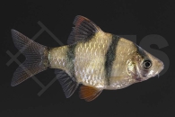 040014_Barbus-tetrazona_Sumatrabarbe_01