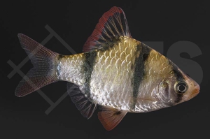 040015_Barbus-tetrazona_Sumatrabarbe_01