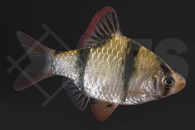 040015_Barbus-tetrazona_Sumatrabarbe_01