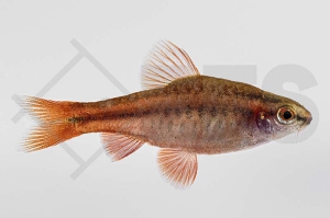 040017_Puntius-titteya_Bitterlingsbarbe_01