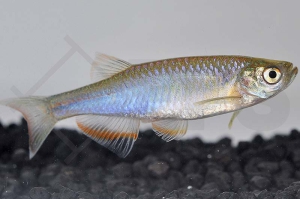 040019_Danio-albolineatus_Schillerbaerbling_01