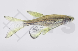 040020_Danio-frankei_Schleierleopardbaerbling_01