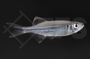 040025_Devario-aequipinnatus_Malabarbaerbling_01