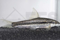 040026_Epalzeorhynchus-siamensis_Siamesische-Ruesselbarbe_01