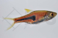 040029_Rasbora-espei_Espes-Baerbling_01