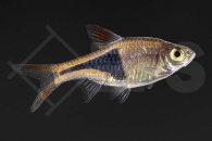 040030_Rasbora-heteromorpha_Keilfleckbarbe_01