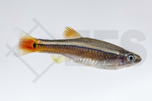 040032_Tanichthys-albonubes_Kardinalfisch_01